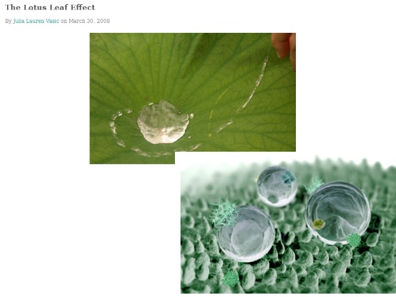 Lotus
                Leaf